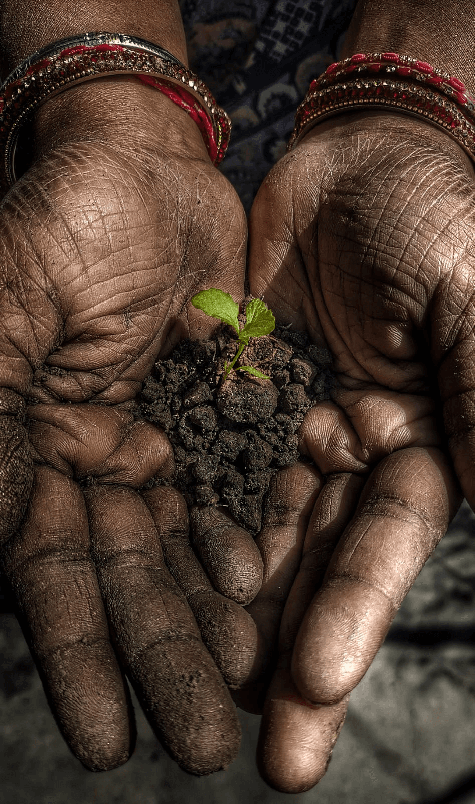 Hands cupping rich fertile organic compost and a healthy green seedling