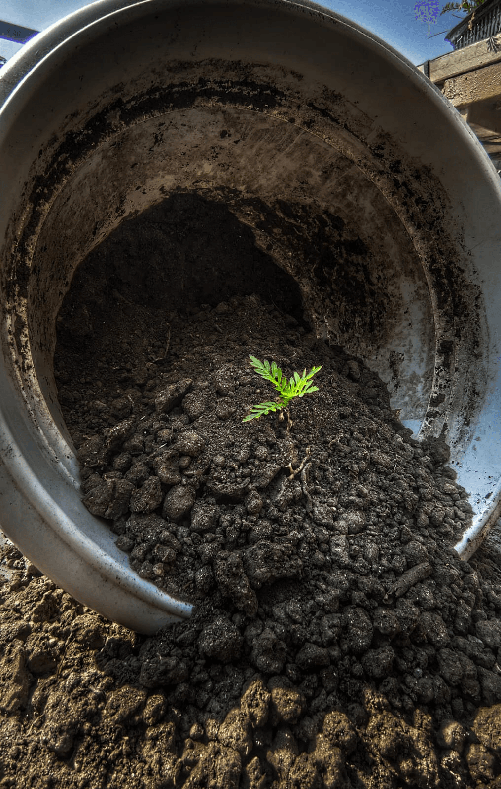 A young green plant emerging from rich compost soil in a pot