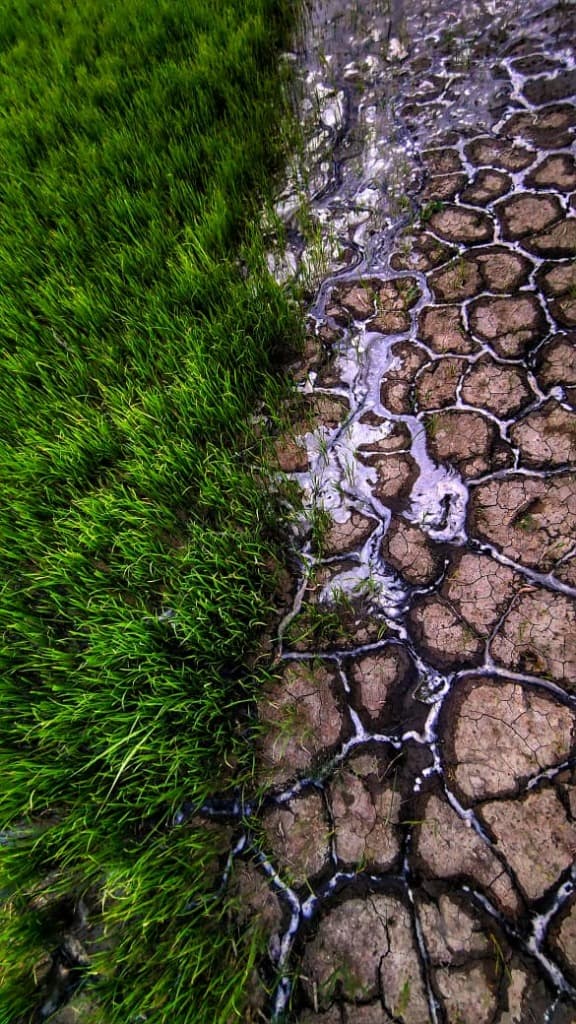 Aerial view contrasting lush regenerated crops on the left with cracked drought-parched earth on the right