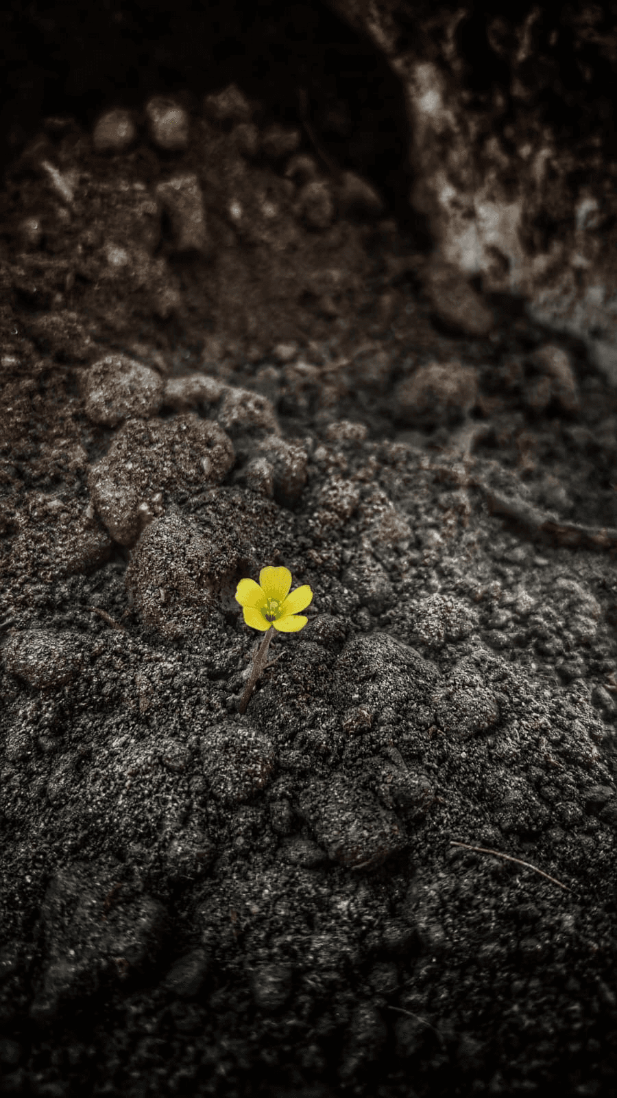 A small yellow flower growing out of dark, fertile compost soil
